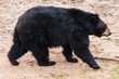 Yearling Black Bear (2022)