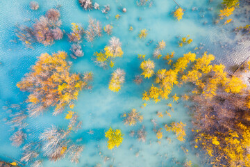 Wall Mural - aerial view. birch forest in turquoise water. abraham lake. natural scenery in fall time. mountain l