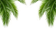 Leinwandbild Motiv palm tree isolated on white background
