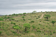 Landschaft im Hluhluwe-iMfolozi-Park, KwaZulu-Natal, Südafrika