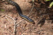 Madagascar: Hognose snake in Zombitse-Vohibasia National Park