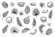 Set Of Coconut Cliparts. Hand Drawn Nut Icon. Tropical Illustration. For Print, Web, Design, Decor