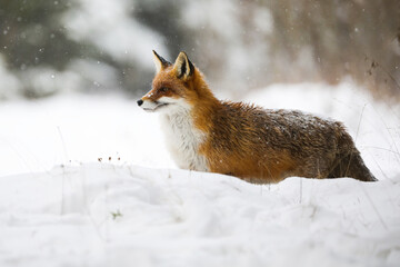 Wall Mural - Red fox, vulpes vulpes, standing on snow in wintertime during snowing. Orange mammal looking on white glade in winter. Furry predator observing on snowy pasture.