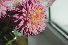 A Close Up Photo Of A Bunch Of Dark Pink Chrysanthemum Flowers With Yellow Centers And White Tips On Their Petals.
