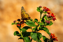 Butterfly On The Lantana
