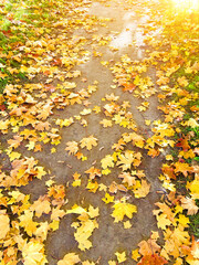 Wall Mural - Autumn path lit by the sun and strewn with yellow golden maple leaves.
