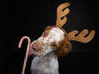 Christmas portrait of a cute, young Brittany Spaniel dog wearing reindeer antlers licking a candy cane.