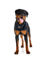 Canvas Print - puppy rottweiler in studio