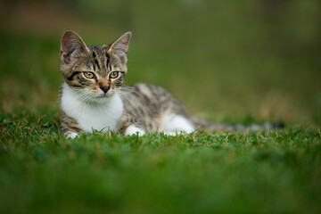 Wall Mural - Tabby cat in a summer garden