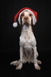 Cute little Brittany spaniel dog wearing an oversized Santa hat for Christmas isolated on a black background