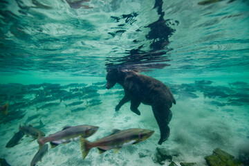 Wall Mural - Underwater Brown Bear, Katmai National Park, Alaska