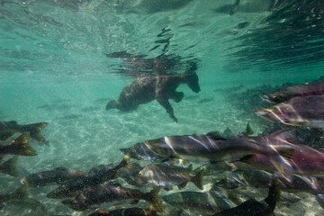 Wall Mural - Underwater Brown Bear, Katmai National Park, Alaska