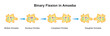Scientific Designing of Binary Fission in amoeba. Colorful Symbols. Vector Illustration.