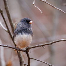 Close Up Of A Dark-eyed Junco (Junco Hyemalis) Perched On A Branch During Fall In Wisconsin.
