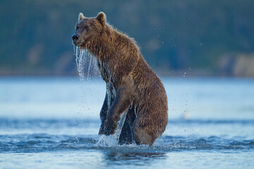 standing brown bear, katmai national park, alaska