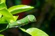 Close Up of Keket caterpillar, Orange caterpillar, Green caterpillar that only eats orange leaves