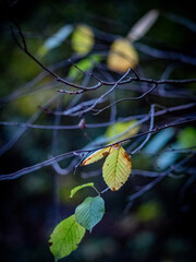 Wall Mural - Herbstliches Laub