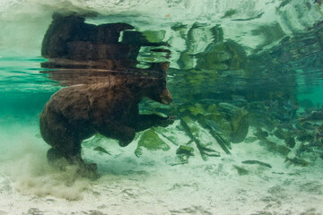 Wall Mural - Underwater Grizzly Bear, Katmai National Park, Alaska