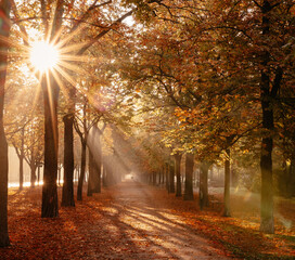 Wall Mural - autumn morning in the park