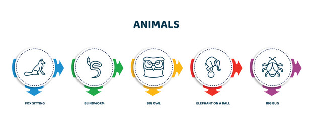 editable thin line icons with infographic template. infographic for animals concept. included fox sitting, blindworm, big owl, elephant on a ball, big bug icons.