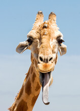 A Giraffe Poking It's Tongue