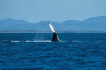 Wall Mural - whale tail of a humpback whale in queensland australia