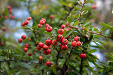 Red Berries Of Firethorn, Pyracantha P. Coccinea 3
