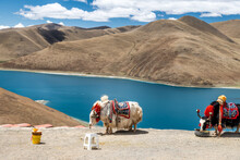 The White Yak In The Yamdrok Lake In Shannan City Tibet Autonomous Region, China.