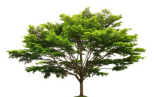Green Trees Isolated On Transparent Png