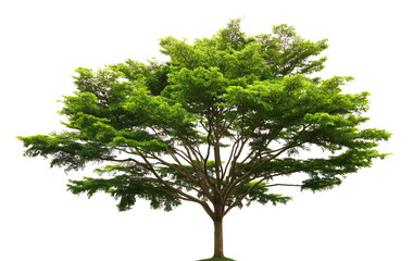 green trees isolated on transparent png