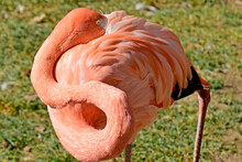 A Flamingo Buries It's Beak Under Its Feathers While Resting.
