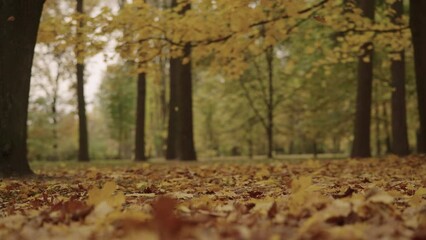 Wall Mural - Slow motion autumn background with fallen leaves in a park