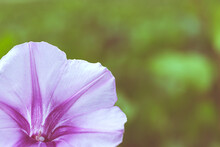 Vivid Pink Morning Glory Flower Of  Plant In Garden, Outdoor Floral Background Photographed