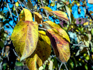 Wall Mural - bright colorful autumn leaves on tree branches