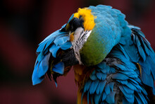 Portrait Of Blue-and-yellow Macaw (Ara Ararauna) Sitting On A Branch And Brushing