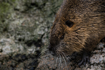 Wall Mural - Beaver Going Downhilll to swim. Closeup Portrait