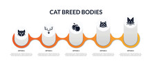 Set Of Cat Breed Bodies Filled Icons With Infographic Template. Flat Icons Such As Ocicat, Elk, S, Korat Cat, Maine Coon Cat Vector.