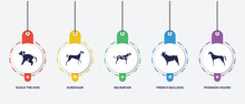 Infographic Element Template With Dog Breeds Fullbody Filled Icons Such As Scold The Dog, Kurzhaar, Dalmatian, French Bulldog, Pharaoh Hound Vector.