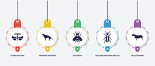 Infographic Element Template With Dog Breeds Fullbody Filled Icons Such As Strepsiptera, German Sheperd, Hoverfly, Golden Ground Beetle, Bullterrier Vector.