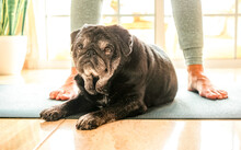Portrait Of Old Pug Dog Looking At Camera Lying On Gymnastic Mat Amidst The Feet Of His Mistress. Senior Lady Ready To Practice Her Yoga Exercises Together With Her Best Friend. Dog Therapy Concept