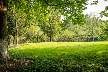 Wall Mural - Panorama of big city park