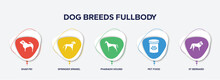 Infographic Element Template With Dog Breeds Fullbody Filled Icons Such As Shar Pei, Springer Spaniel, Pharaoh Hound, Pet Food, St Bernard Vector.