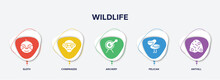 Infographic Element Template With Wildlife Filled Icons Such As Sloth, Chimpanzee, Archery, Pelican, Anthill Vector.