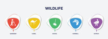 Infographic Element Template With Wildlife Filled Icons Such As Gardener, Camel, Shovel, Hornbill, Ostrich Vector.