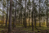 Fototapeta Na ścianę - View into a dense spruce forest in the morning into the rising sun