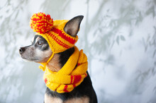 Funny Dog In A Hat And Scarf, Clothes For Dogs In Bad Weather. Space For Text. Lovely, Funny Puppy