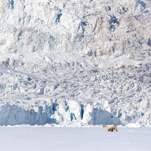 A Polar Bear, Ursus Maritimus, Is Dwarfed By A Glacier In Svalbard, A Norwegian Archipelago Between Mainland Norway And The North Pole