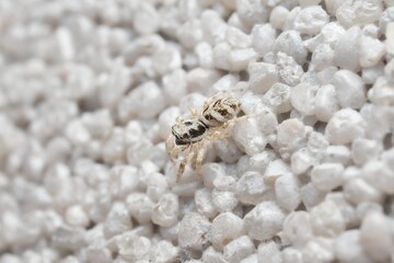 Wall Mural - little zebra spider on the wall