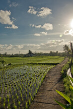 Plantation Riz A Bali