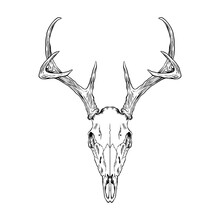 Deer Head Skull